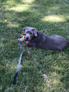 Daisy playing with toy in the grass